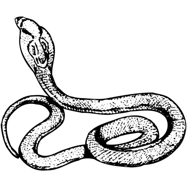 SNAKE014 Thumbnail